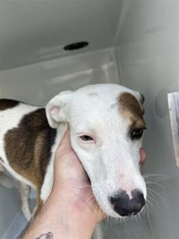 Rescue Pit Bull Terrier and Mixed Breed Dogs for Adoption in Houston, Texas - A643396 | PetCurious