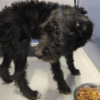 61318244 -  Mixed Breed Dog for Adoption in El Paso, Texas - 61318244 | PetCurious