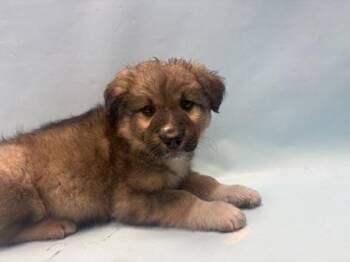 Clematis -  Labrador Retriever and Mixed Breed Dog for Adoption in Woodbury, Minnesota - Clematis | PetCurious