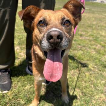 OAKLEY -  Terrier Dog Available for Adoption in Atascadero, California - OAKLEY | PetCurious