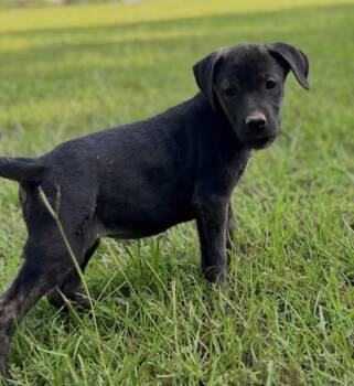 Dandelion -  German Shepherd Dog and Labrador Retriever Dog for Adoption in Watertown, Connecticut - Dandelion | PetCurious