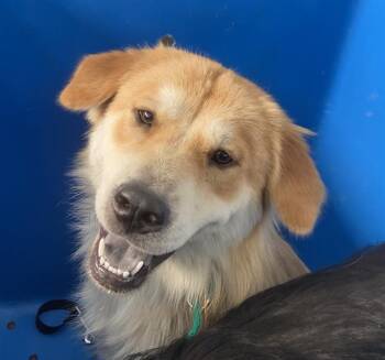 ARIEL -  Mixed Breed Dog for Adoption in Dallas, Texas - ARIEL | PetCurious