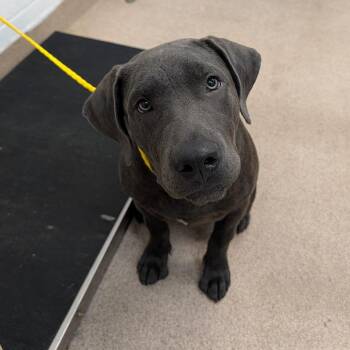 Felix -  Mixed Breed Dog for Adoption in Ardmore, Oklahoma - Felix | PetCurious