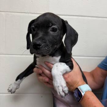 Merida -  Terrier Dog for Adoption in Lakeland, Florida - Merida | PetCurious