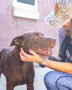 Ishan -  Mixed Breed Dog for Adoption in Chamblee, Georgia - Ishan | PetCurious
