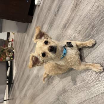 tito - availale for adoption -  Miniature Pinscher Dog for Adoption in Tustin, California - Tito - Availale For Adoption | PetCurious