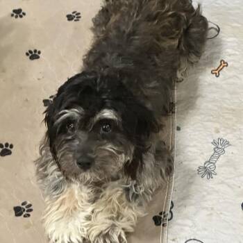 Poodle and Maltese Dogs Available for Adoption - Gemini | PetCurious