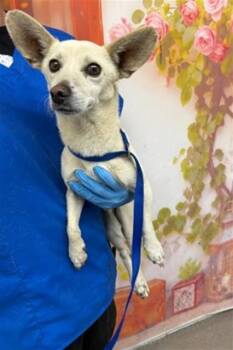 MASON -  Chihuahua Dog for Adoption in San Bernardino, California - MASON | PetCurious