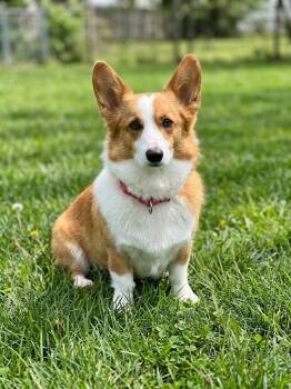 Gadget -  Corgi Dog for Adoption in Brunswick, Ohio - Gadget | PetCurious