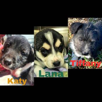 Terrier Dogs Available for Adoption - Puppypalooa Team Girl | PetCurious