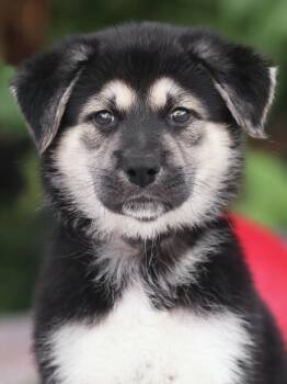 Sofie von Singen -  German Shepherd Dog Dog for Adoption in Los Angeles, California - Sofie Von Singen | PetCurious