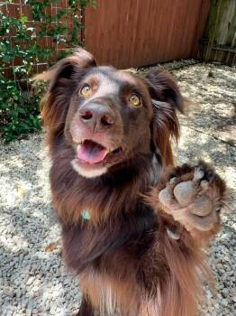 Moose -  Australian Shepherd Dog for Adoption in Ovilla, Texas - Moose | PetCurious