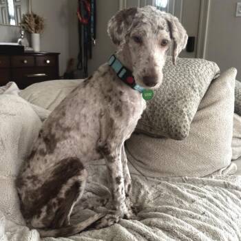 Australian Shepherd and Poodle Dogs Available for Adoption in New Orleans, Louisiana - Nova Pearl (Benefactor Dog) | PetCurious