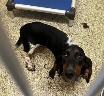 WINNIE -  Basset Hound and Mixed Breed Dog for Adoption in Colorado Springs, Colorado - WINNIE | PetCurious