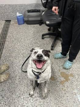 Cattle Dog and Mixed Breed Dogs Available for Adoption in West Chester, Pennsylvania - Maverick | PetCurious