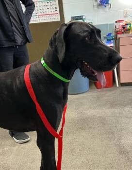 Great Dane and Mixed Breed Dogs Available for Adoption - Josie | PetCurious