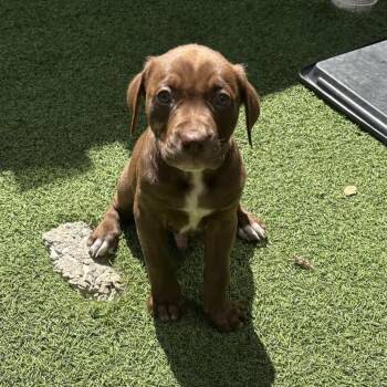 Smidge 7794 -  Weimaraner and Mixed Breed Dog for Adoption in Loxahatchee Groves, Florida - Smidge 7794 | PetCurious