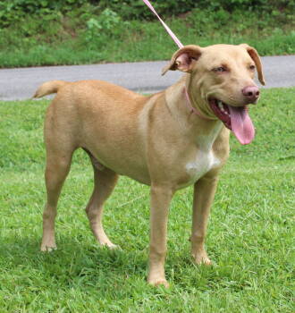 Rescue Yellow Labrador Retriever Dogs for Adoption in Prattville, Alabama - Leonard 41907 | PetCurious