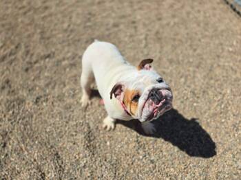 Luna -  Bulldog Dog for Adoption in Watertown, Wisconsin - Luna | PetCurious