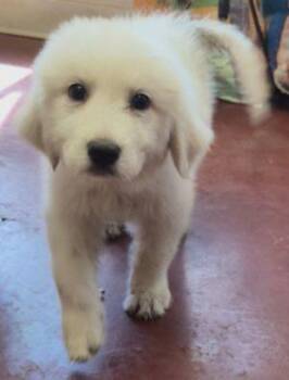 Pippin -  Great Pyrenees Dog for Adoption in Newburg, Missouri - Pippin | PetCurious