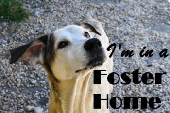 Rescue Mixed Breed Dogs for Adoption in West Chester, Pennsylvania - Alfred Fka Riley | PetCurious