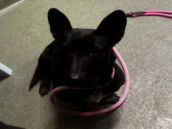 Rescue Mixed Breed Dogs for Adoption in Santa Fe, New Mexico - A173232 | PetCurious