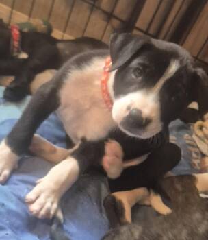 Solomon -  Labrador Retriever Dog for Adoption in The Woodlands, Texas - Solomon | PetCurious