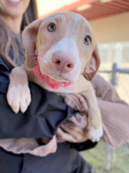 Hocus Pocus -  Hound Dog for Adoption in Mckinney, Texas - Hocus Pocus | PetCurious