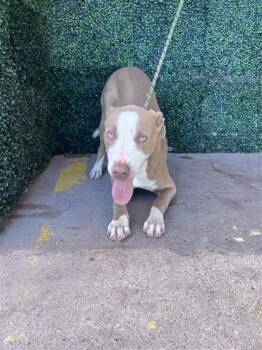 Eel* -  Pit Bull Terrier and Mixed Breed Dog for Adoption in El Paso, Texas - Eel* | PetCurious