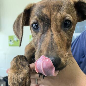 Rescue Black Mouth Cur Dogs for Adoption in Ferndale, Washington - Luna | PetCurious
