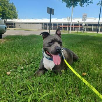 Bryce -  Pit Bull Terrier and Mixed Breed Dog for Adoption in Springfield, Illinois - Bryce | PetCurious