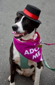 MARGOT -  Border Collie and Pit Bull Terrier Dog for Adoption in Mckinleyville, California - MARGOT | PetCurious