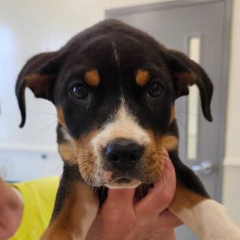 Hound Dogs Available for Adoption - Zena(Daisy) | PetCurious