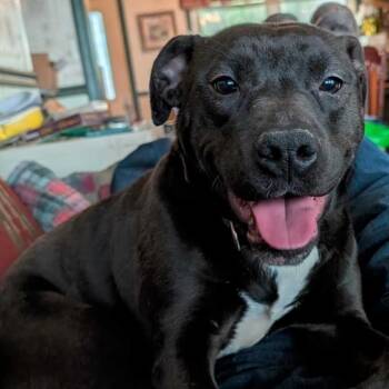 Mavis -  Mixed Breed Dog for Adoption in Waynesville, North Carolina - Mavis | PetCurious