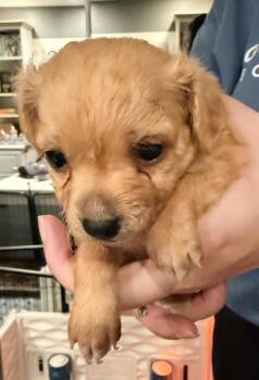 Chihuahua and Spaniel Dogs Available for Adoption in Beaumont, California - TAQUITO | PetCurious