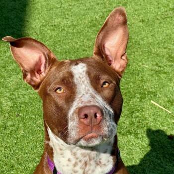 Rescue Mixed Breed Dogs for Adoption in Matteson, Illinois - Mushu | PetCurious