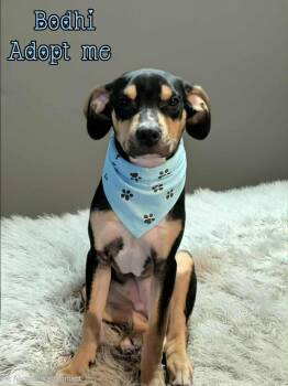 Rescue Doberman Pinscher and Rat Terrier Dogs for Adoption in Grove, Oklahoma - Bohdi | PetCurious