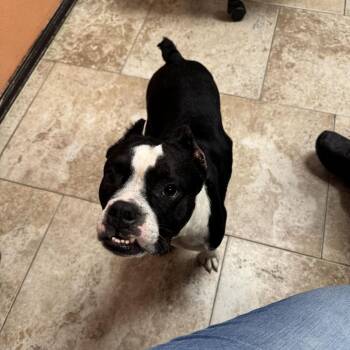 Baby Betty Boop -  Mixed Breed Dog for Adoption in Titusville, Florida - Baby Betty Boop | PetCurious