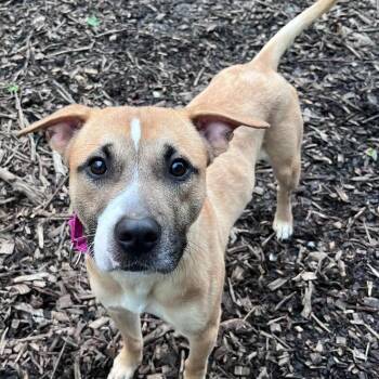 Frito -  Mixed Breed Dog for Adoption in Warren, Ohio - Frito | PetCurious