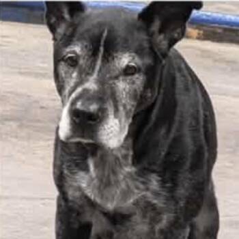 Nelson the Ninja -  Australian Cattle Dog Blue Heeler and Black Labrador Retriever Dog for Adoption in Spring Hill, Kansas - Nelson The Ninja | PetCurious