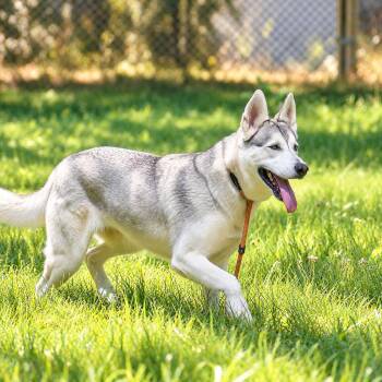 Gigi -  Husky Dog for Adoption in Pahrump, Nevada - Gigi | PetCurious