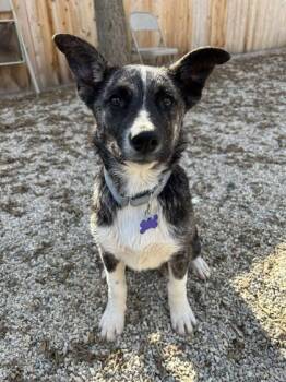 Rescue Shepherd and Mixed Breed Dogs for Adoption in Burlington, Wisconsin - Bear | PetCurious