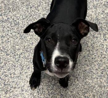 Tisha -  Labrador Retriever Dog for Adoption in Golden, Colorado - Tisha | PetCurious