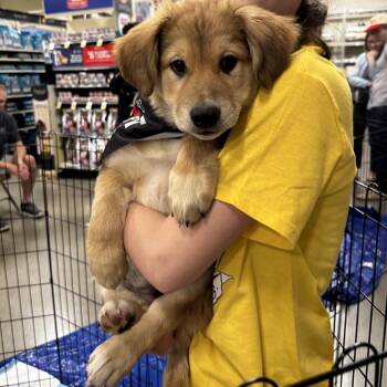 Mixed Breed Dogs Available for Adoption in Bellingham, Washington - Squirrel | PetCurious