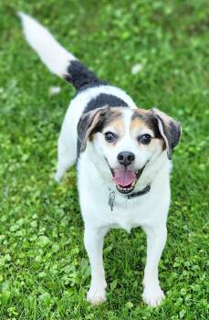 Max -  Beagle and Terrier Dog for Adoption in Lisbon, Iowa - Max | PetCurious