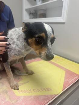 Branch -  Australian Cattle Dog Blue Heeler Dog for Adoption in Marietta, Georgia - Branch | PetCurious