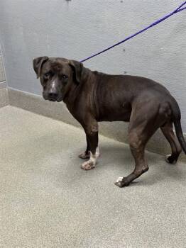 MURRDLE -  Pit Bull Terrier Dog for Adoption in Las Vegas, Nevada - MURRDLE | PetCurious