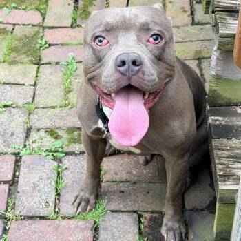 Terrier Dogs Available for Adoption in St. Louis, Missouri - Steel | PetCurious