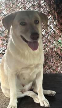 Rescue Labrador Retriever and Mixed Breed Dogs for Adoption in Schertz, Texas - Sandi | PetCurious