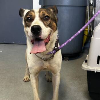 Sugarsweet Applepie -  Mixed Breed Dog for Adoption in Spruce Pine, North Carolina - Sugarsweet Applepie | PetCurious